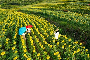 Foto attualità: girasoli nella città di Zunhua