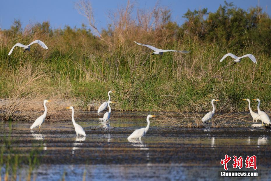 Lago Bositeng dello Xinjiang, gli aironi cercano cibo e ballano sulle acque