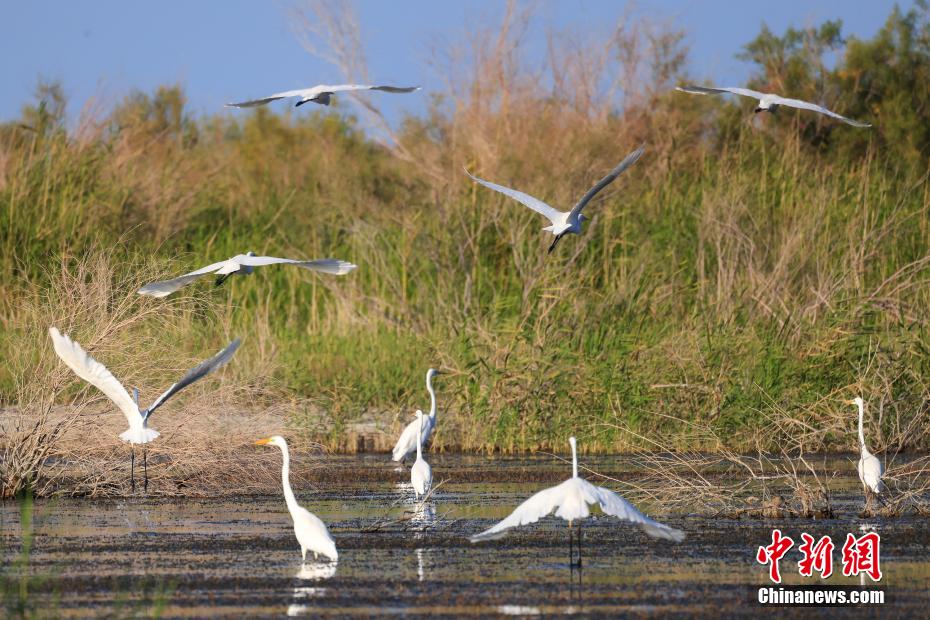 Lago Bositeng dello Xinjiang, gli aironi cercano cibo e ballano sulle acque