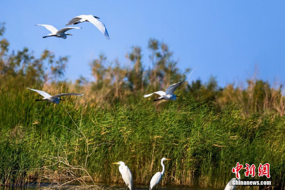 Lago Bositeng dello Xinjiang, gli aironi cercano cibo e ballano sulle acque