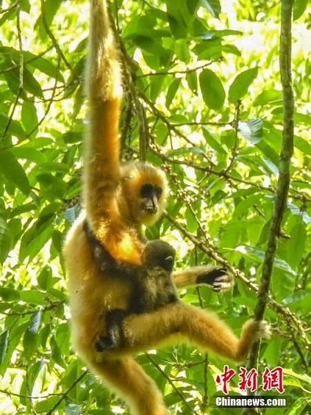 Hainan, avvistati due nuovi cuccioli nelle famiglie di gibboni 