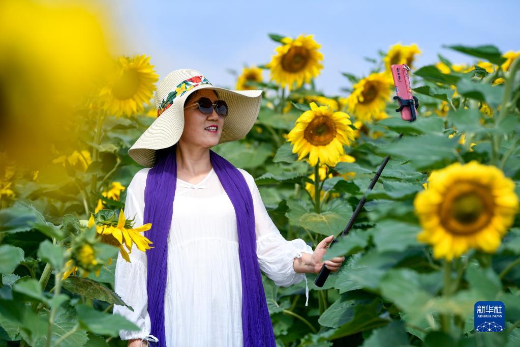 Sbocciati i girasoli sotto il monte Helan