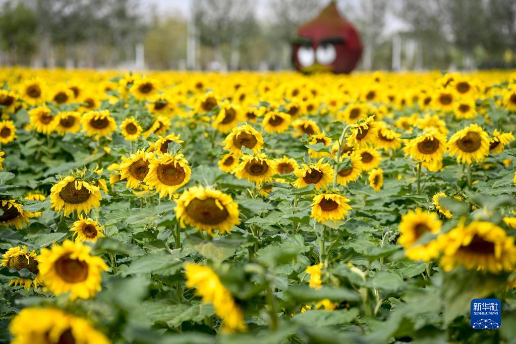 Sbocciati i girasoli sotto il monte Helan