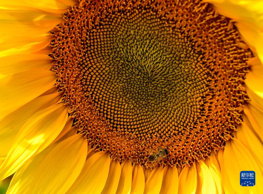 Sbocciati i girasoli sotto il monte Helan