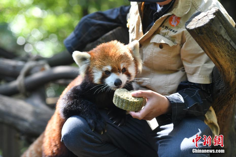 Cina, Yunnan: torte lunari spaciali per i piccoli animali