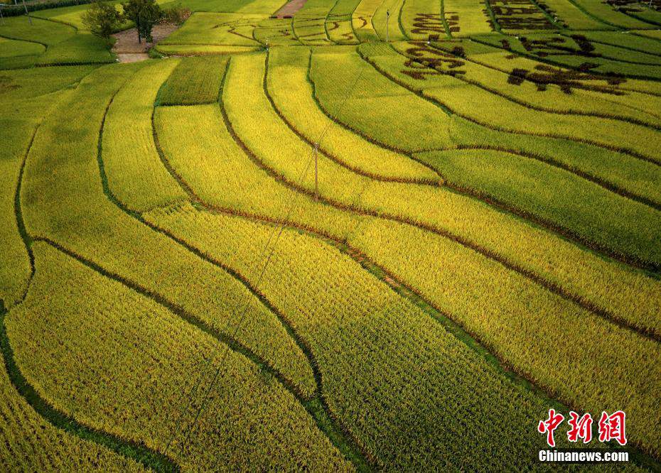 Pingwu, Sichuan: le risaie rivestono la campagna di uno splendente color oro