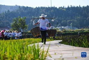 Zhejiang, giochi divertenti nel campo di risaia