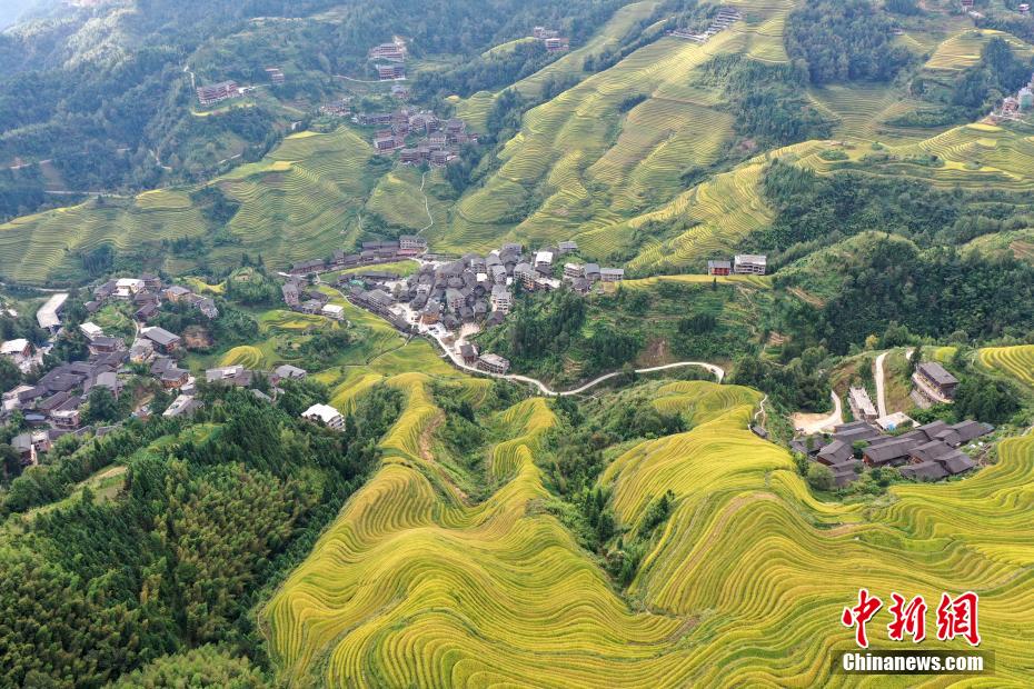 Guangxi, bellissimi campi di terrazza d'autunno