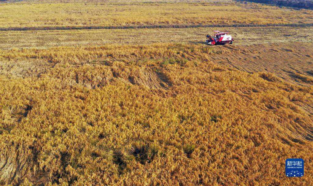 Lincheng, Hebei: fragranza di riso in autunno dorato