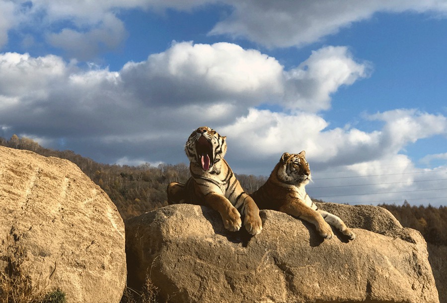 Heilongjiang: il parco delle tigri siberiane di Hengdaohezi