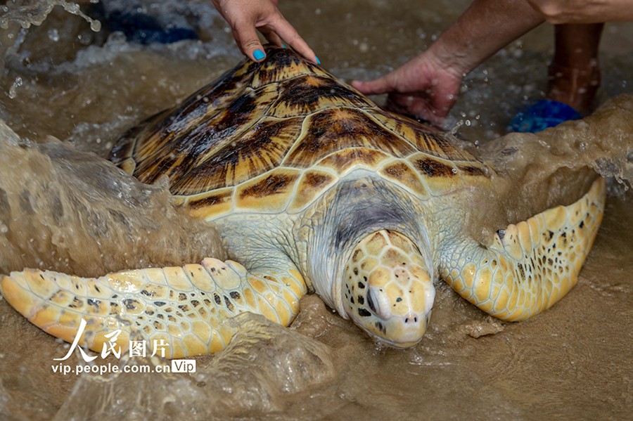 Hainan: reintroduzione di 9 tartarughe marine in natura