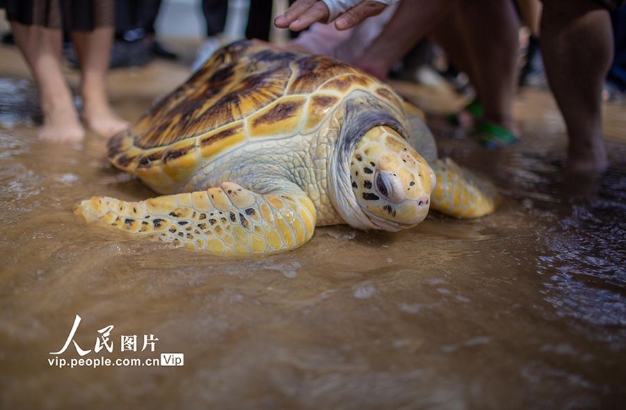 Hainan: reintroduzione di 9 tartarughe marine in natura