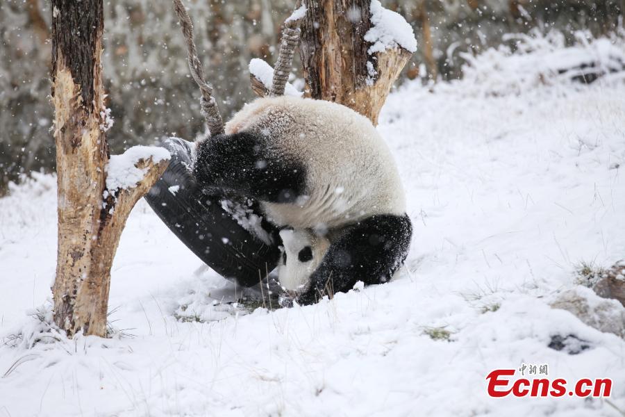 Sichuan: panda gigante Xiao Liwu nella neve 