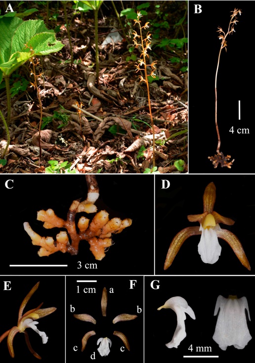 31 nuove specie scoperte: importanti risultati dall'indagine speciale sulle orchidee selvatiche in Cina