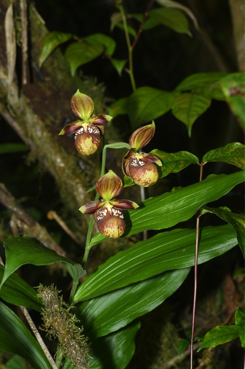 31 nuove specie scoperte: importanti risultati dall'indagine speciale sulle orchidee selvatiche in Cina