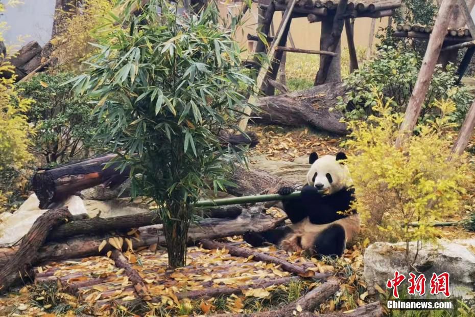 Chengdu: 43 panda giganti si sono trasferiti nella casa nuova