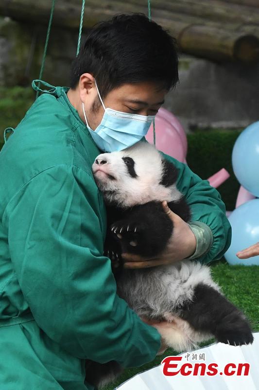 Chongqing: i cuccioli di panda gigante incontrano il pubblico 