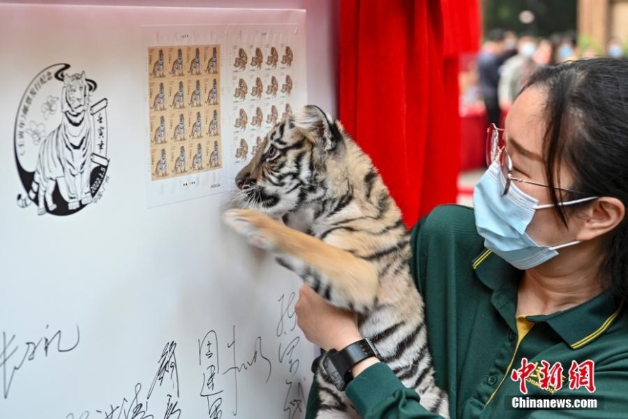 Francobolli speciali emessi a Beijing per celebrare l'Anno della Tigre