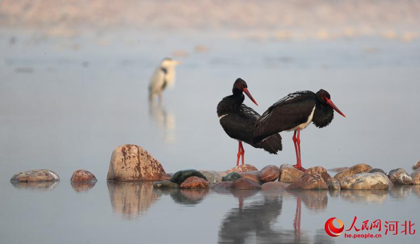 Cicogne nere a Jingxing, Hebei, per l'inverno