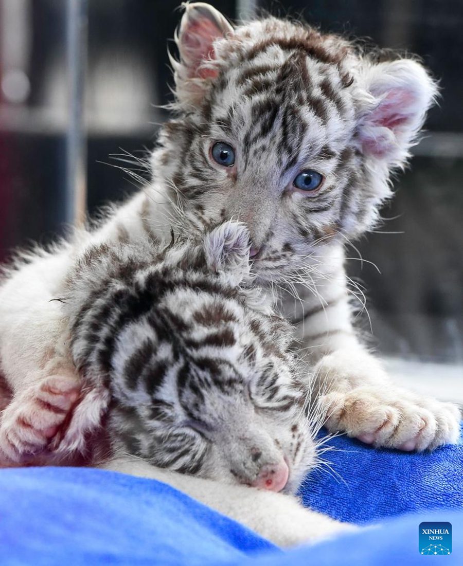 Cuccioli di tigre bianca fanno il loro debutto a Guangzhou