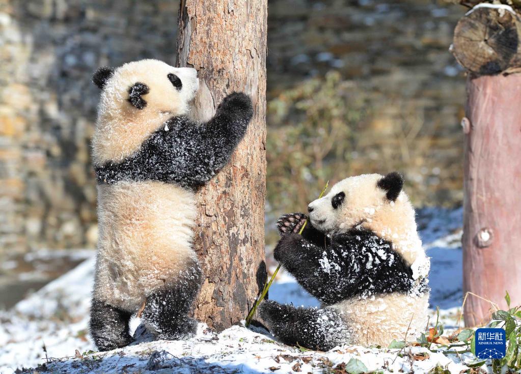 Panda gigante gioca con la neve