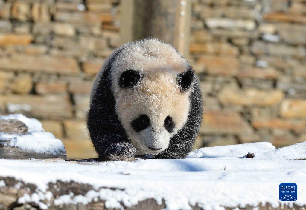 Panda gigante gioca con la neve