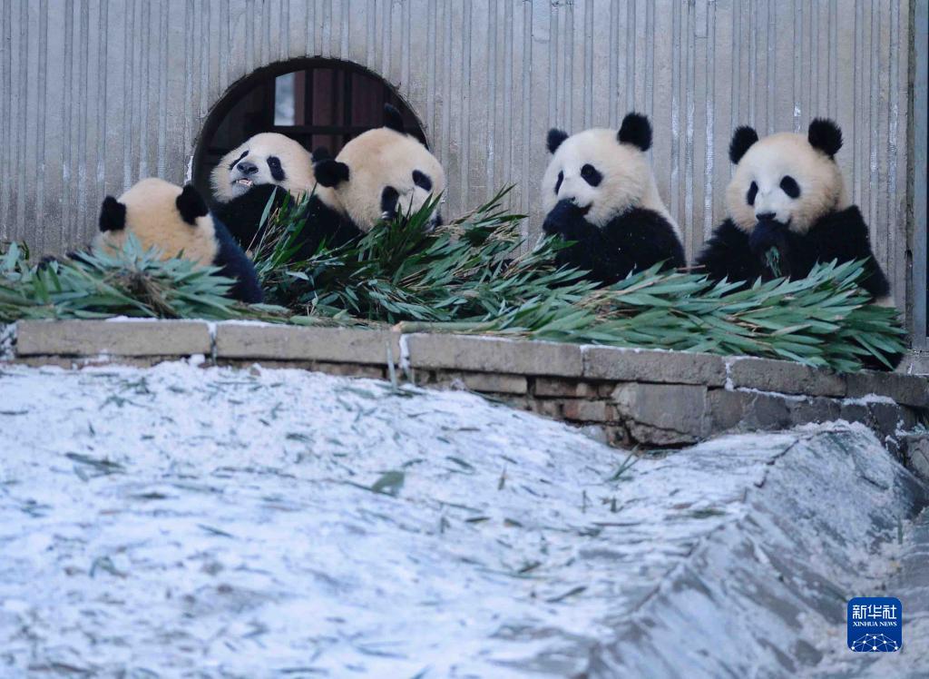 Panda gigante gioca con la neve