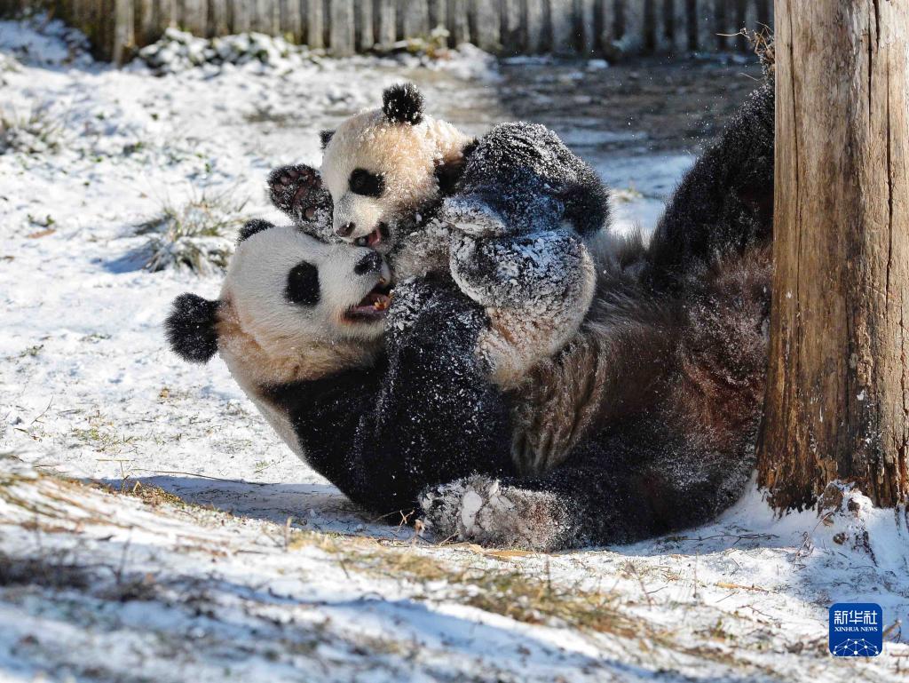 Panda gigante gioca con la neve