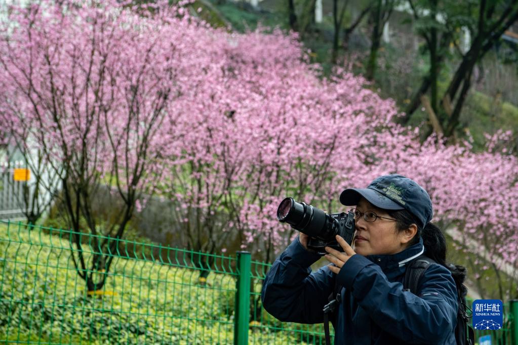 Chongqing, i treni di traffico orbitale passano attraverso i fiori