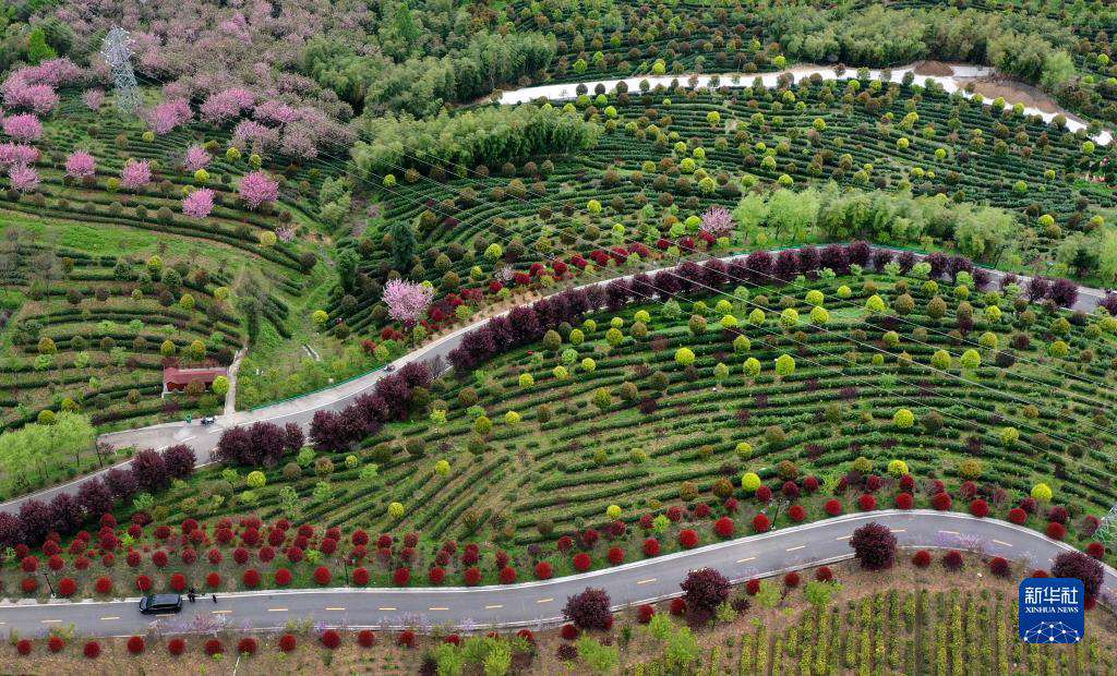 Cina, Shaanxi: il tè, fonte di ricchezza per gli abitanti nella contea di Pingli