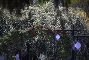 Nanjing, "cascate" di fiori alla riva di lago