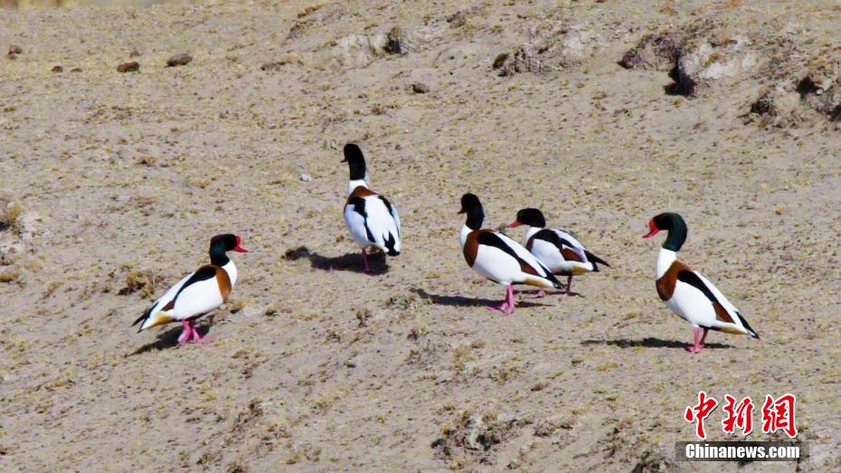 Lago Qinghai, tornano gli uccelli migratori