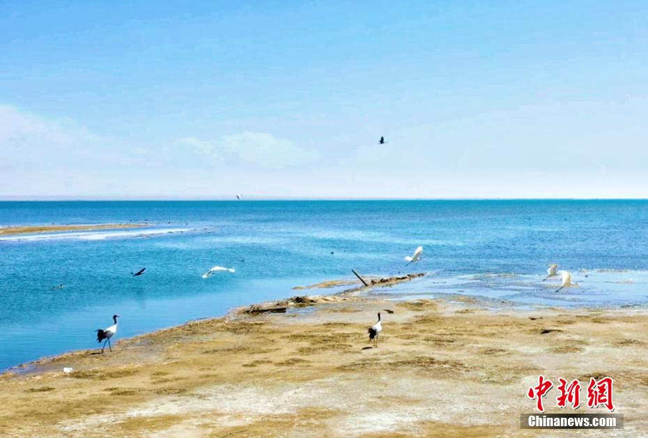 Lago Qinghai, tornano gli uccelli migratori