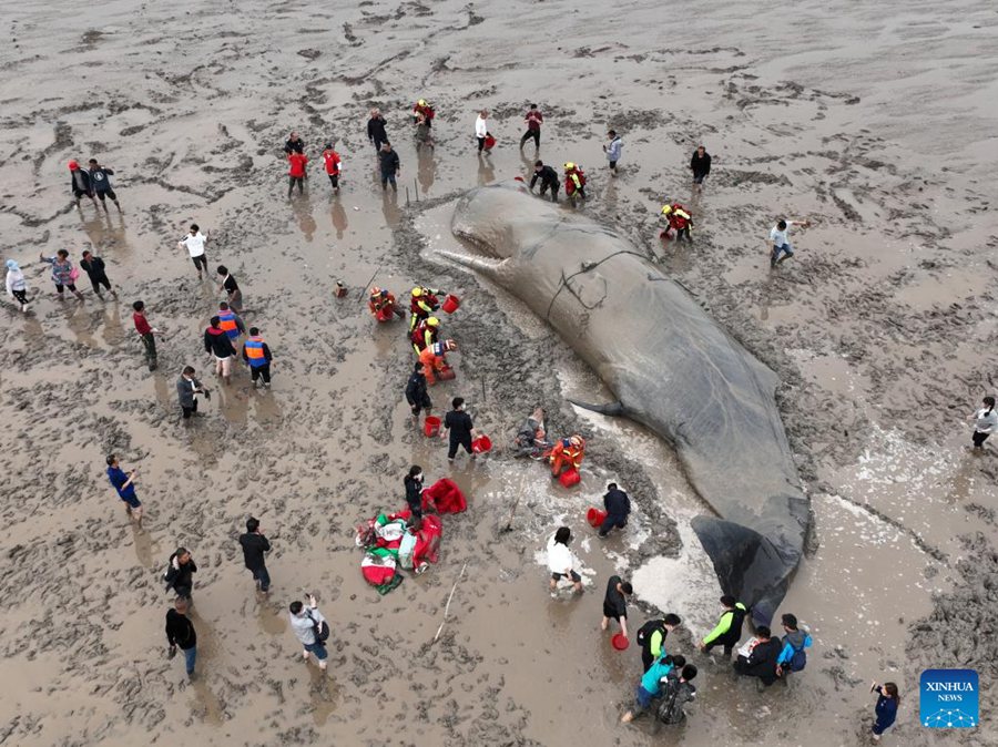 Zhejiang: soccorritori aiutano capodoglio arenato a tornare in mare 