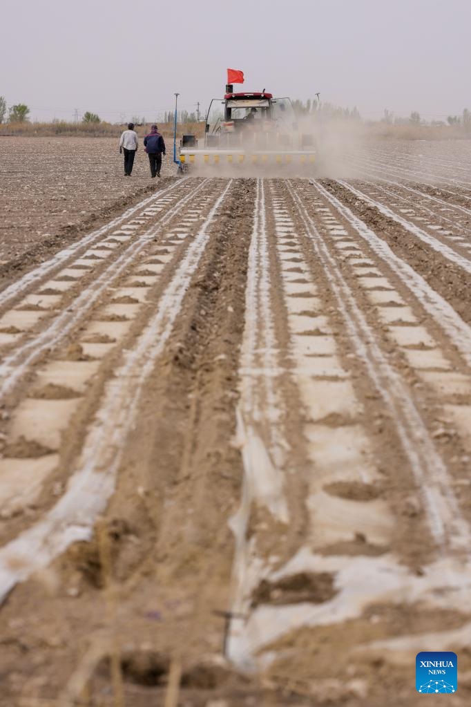 Xinjiang: la coltivazione del cotone in pieno svolgimento