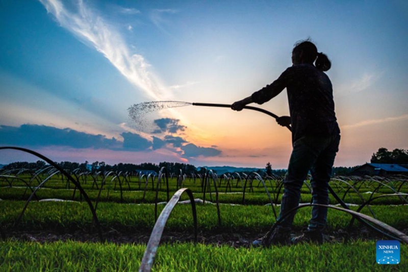 Cina: contadini impegnati nei lavori agricoli primaverili