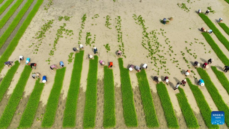 Cina: contadini impegnati nei lavori agricoli primaverili