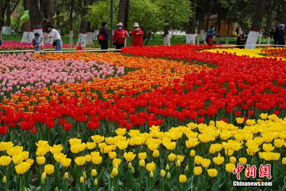 Xining, Qinghai: 220 mila tulipani in piena fioritura