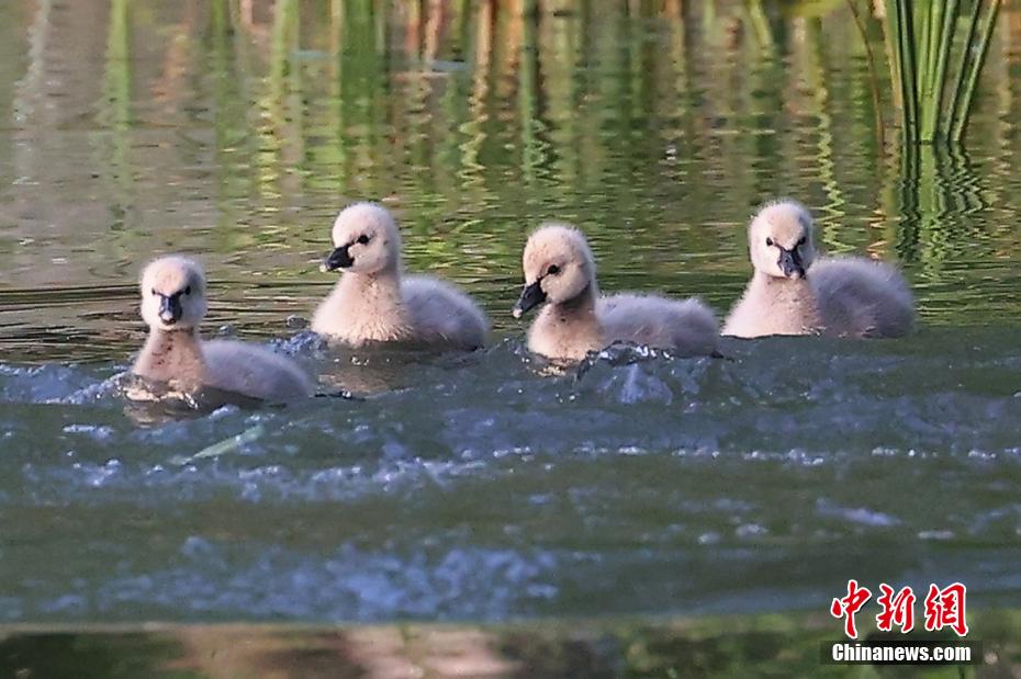 Monte Zijin, Nanjing: un buon ambiente crea un 