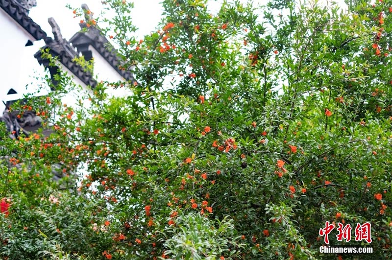 Nanjing, melograno di 122 anni pieno di fiori