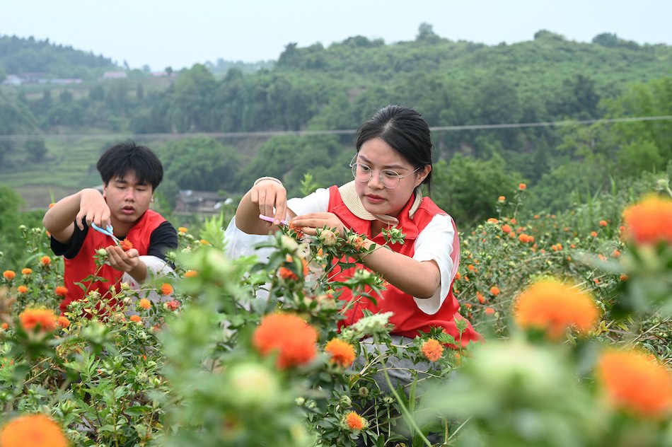 Neijiang, Sichuan: caratteristica piantagione aiuta ad aumentare il reddito