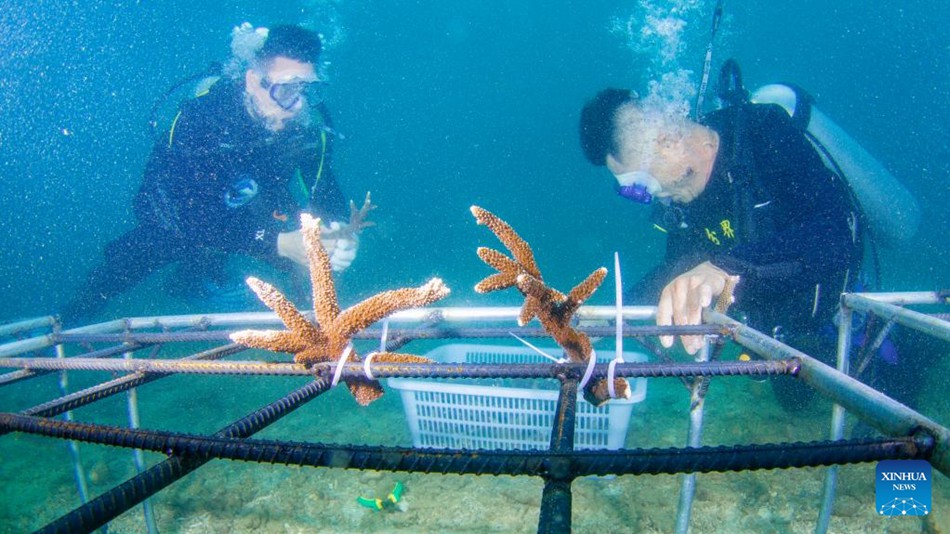 Hainan, Cina: piantati coralli per proteggere l'ecologia sottomarina