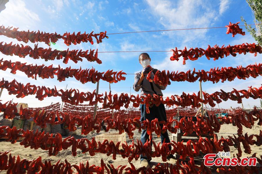 Massiccia raccolta di peperoncini nello Xinjiang