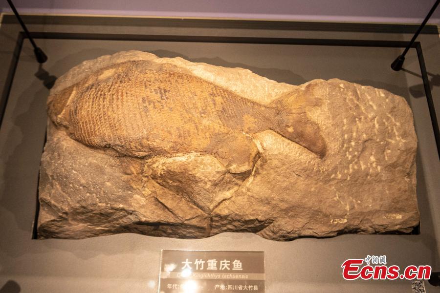 Il nuovo Museo di Storia Naturale di Chengdu pronto per l'apertura