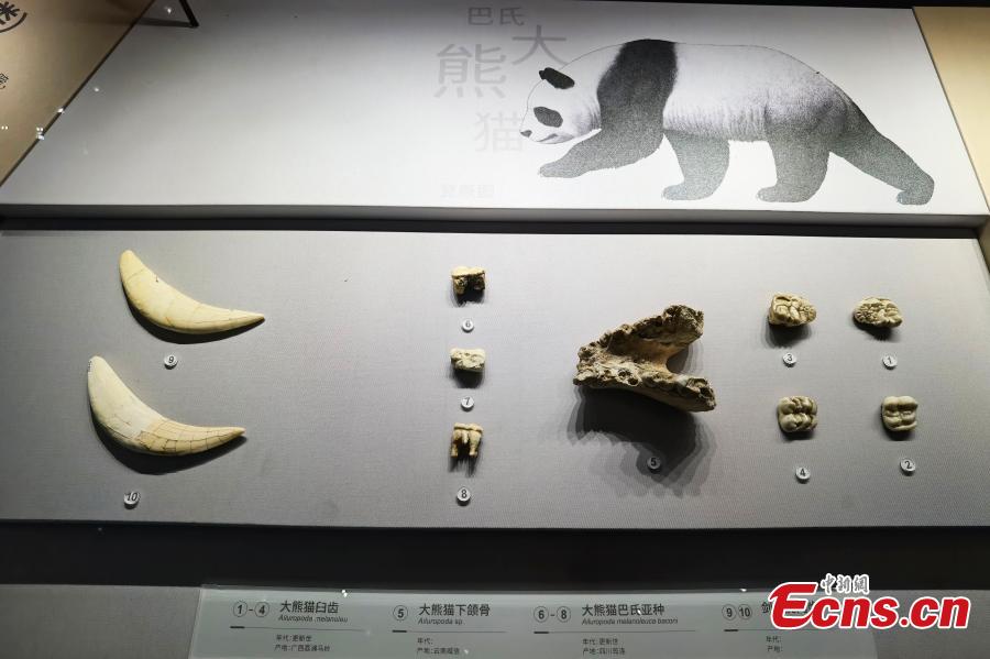 Il nuovo Museo di Storia Naturale di Chengdu pronto per l'apertura