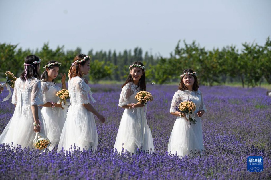 Xinjiang: la semina della lavanda promuove il turismo locale del villaggio Sigong