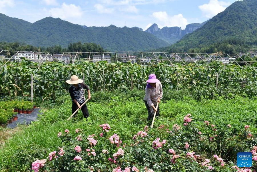 Cina: agricoltori impegnati con la coltivazione estiva