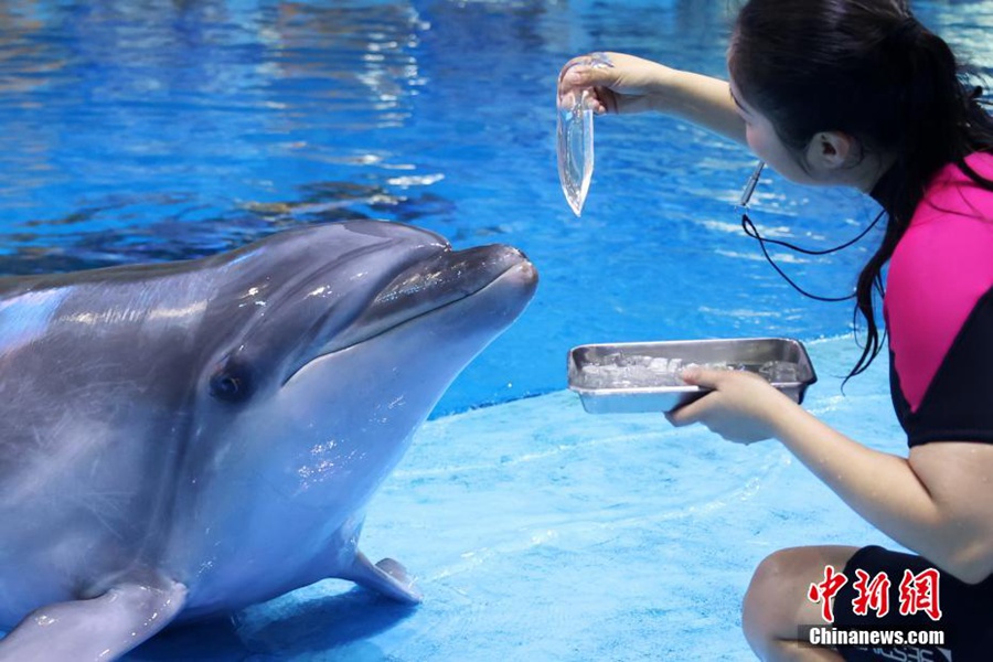 Hefei: gli animali marini vengono tenuti al fresco di fronte all'estate estrema