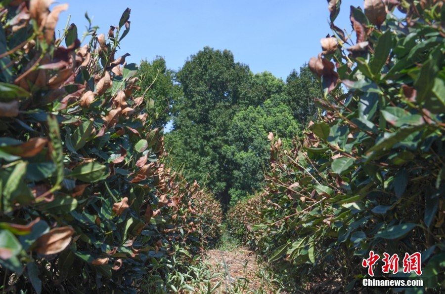 Hangzhou: gli alberi del tè di Longjing parzialmente bruciati dal sole