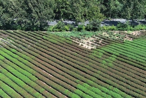 Hangzhou: gli alberi del tè di Longjing parzialmente bruciati dal sole